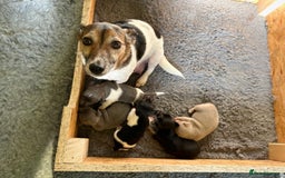 Jack Russell dogs for sale: Rare coloured miniature Jack Russel puppies  - Image 13