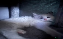 Ragdoll cats for sale: Stunning male Ragdoll kittens only 2 left - Image 29