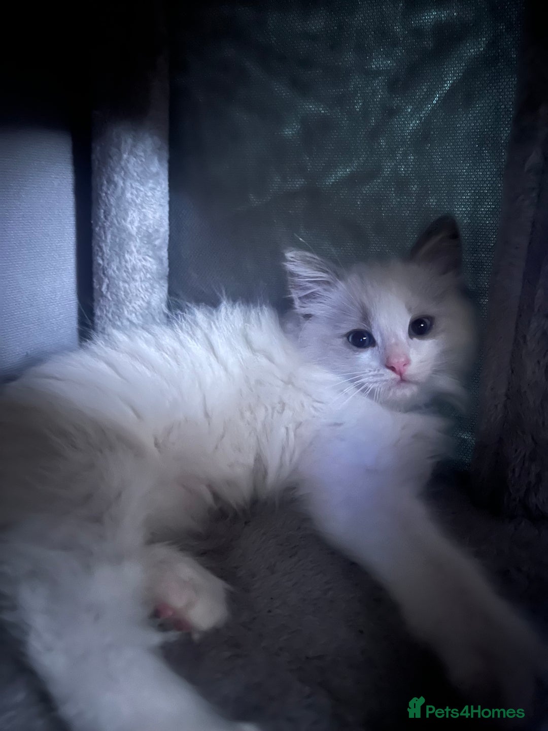 Ragdoll cats for sale: Stunning male Ragdoll kittens only 2 left - Image 29