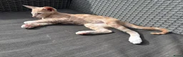 Oriental cats for sale: Oriental mix in Lincoln - Advert 4