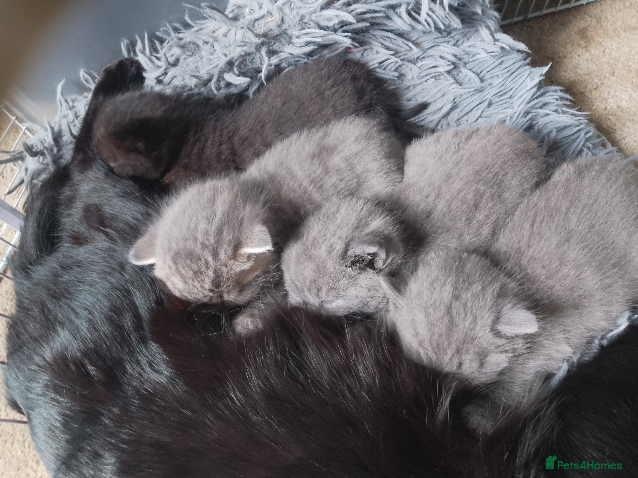 Mixed Breed cats Persian X Kittens - Advert 3