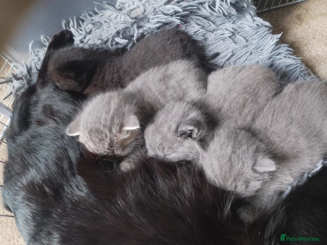 Mixed Breed cats for sale: Persian X Kittens - Advert 1