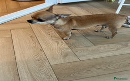 Chihuahua dogs for sale: 2 year old short hair Chihuahua  - Image 2