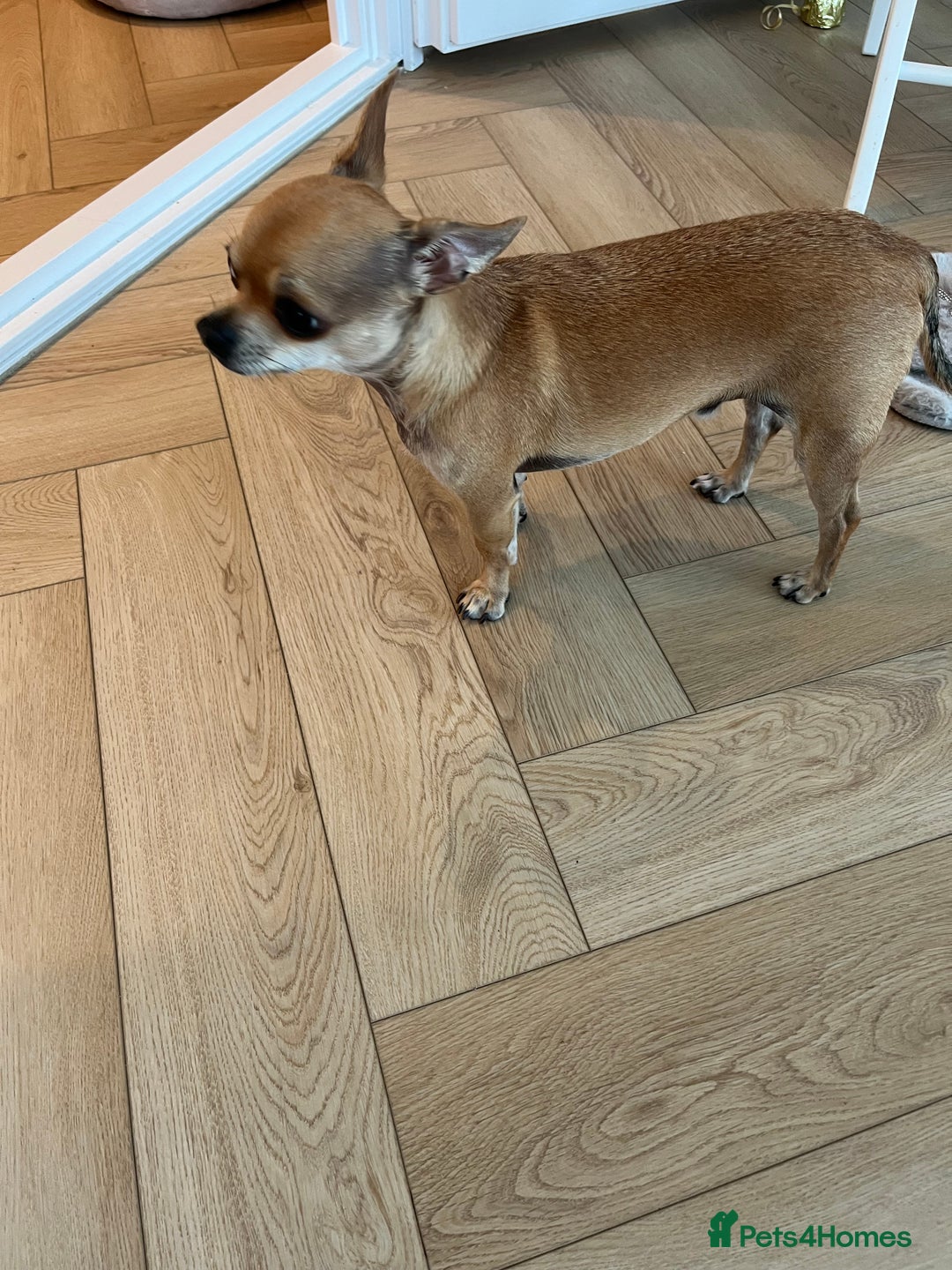 Chihuahua dogs for sale: 2 year old short hair Chihuahua  - Image 2