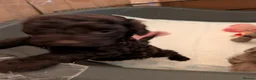 Cockapoo dogs for sale: 1 Stunning Chocolate Cockapoo remaining - Advert 10