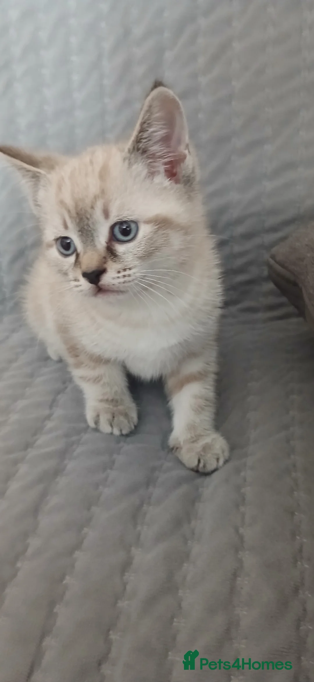 Mixed Breed cats for sale: Male kitten - Advert 2