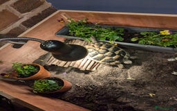 Hermann Tortoise reptiles for sale: 6-year-old Herman Tortoise  - Image 1