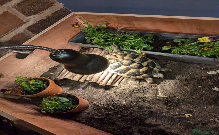 Hermann Tortoise reptiles - Advert 1