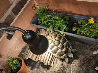 Hermann Tortoise reptiles - Advert 13