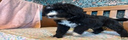Bernedoodle dogs for sale: Gorgeous Bernedoodle Pups - Advert 21