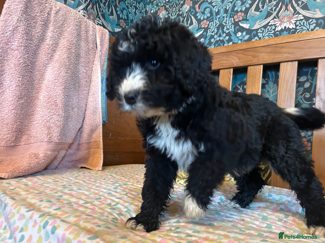 Bernedoodle dogs for sale: Gorgeous Bernedoodle Pups - Advert 21