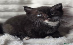 British Shorthair cats for sale: Gorgeous British Short-hair cross Kittens  - Image 30