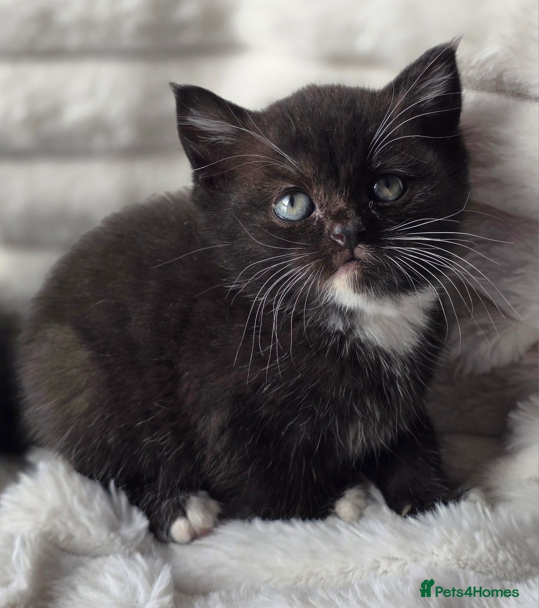British Shorthair cats for sale: Gorgeous British Short-hair cross Kittens  - Image 30