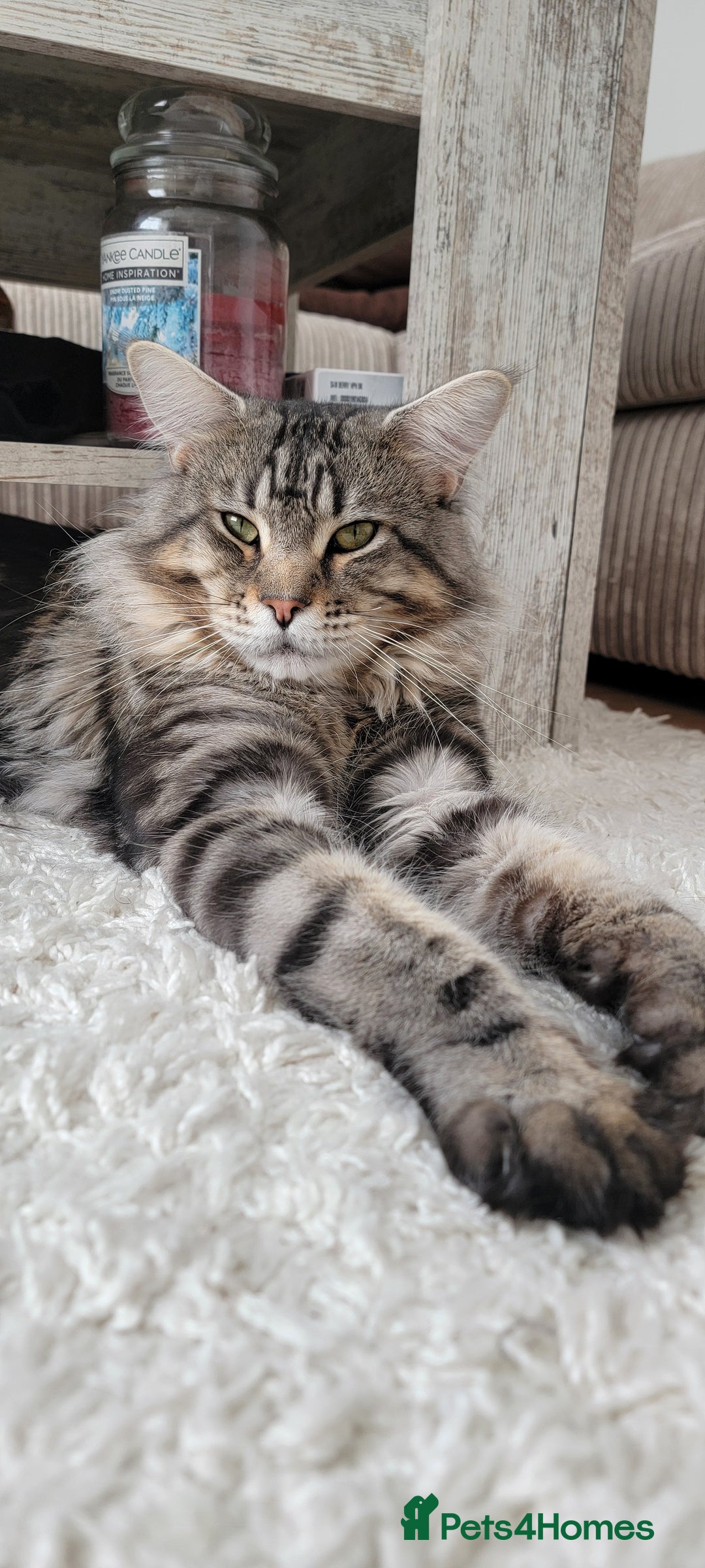 Maine Coon cats for sale: Adorable Maine Coon Boy looking for a Loving Home  - Advert 4