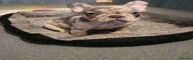 French Bulldog Puppy 5