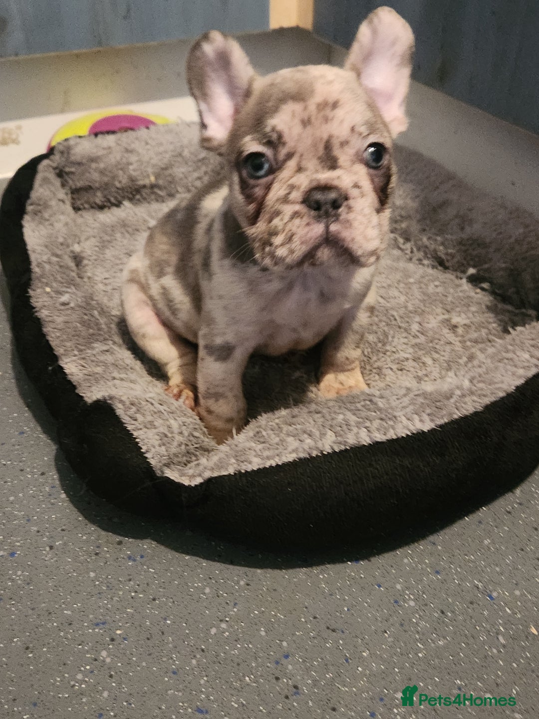 French Bulldog dogs for sale: Beautiful Puppy's For Sale  - Advert 26