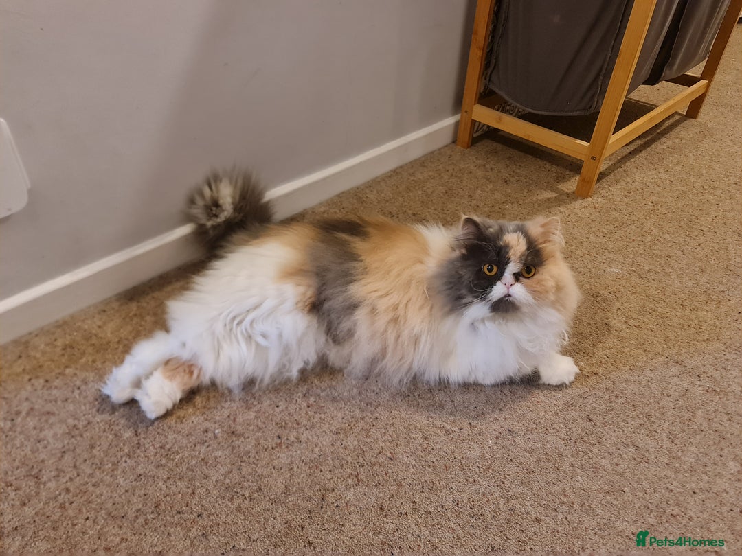 Mixed Breed cats for adoption: Sweet, sassy Samara is looking for a loving home - Advert 8