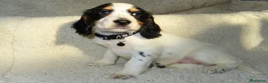 Cocker Spaniel 1