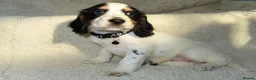 Cocker Spaniel dogs for sale: KC Registered Cocker spaniels  in Godalming - Advert 1