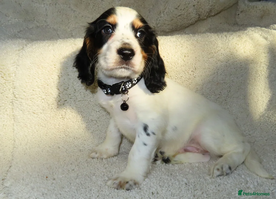 Cocker Spaniel dogs for sale: KC Registered Cocker spaniels  in Godalming - Advert 1