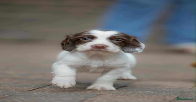 English Springer Spaniel dogs - Advert 2