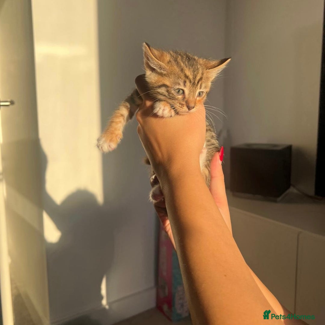 Bengal cats for sale: Beautiful Half Bengal Kittens - Advert 6