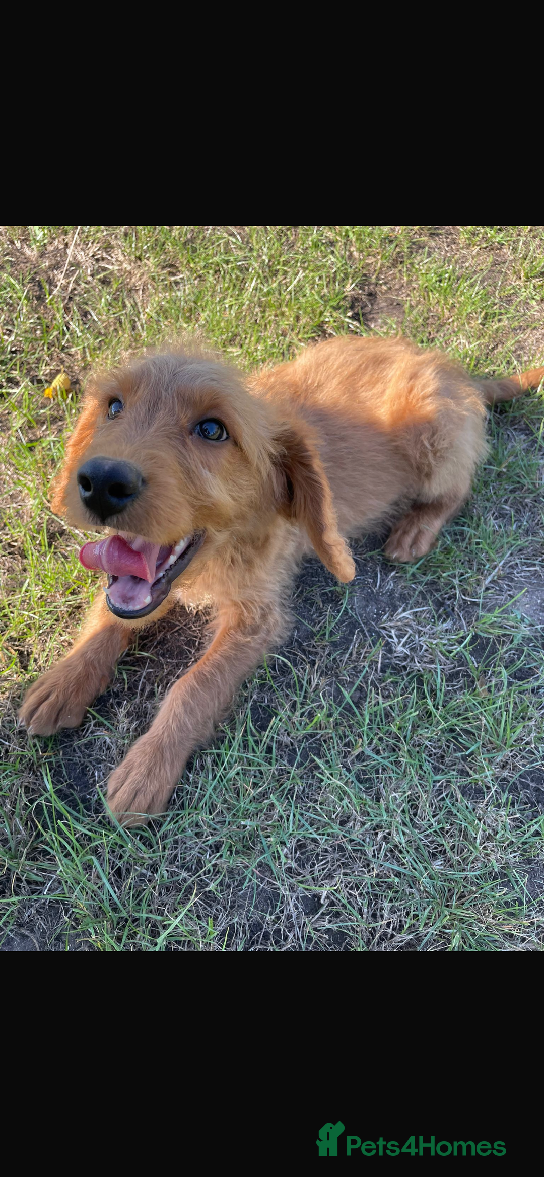 Mini Goldendoodle dogs for sale: F1 Goldendoodle puppies  - Image 14