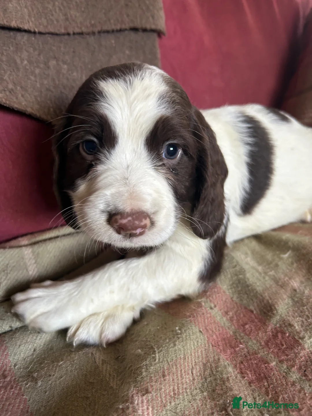 English Springer Spaniel dogs for sale: English springer spaniel puppies  - Advert 17