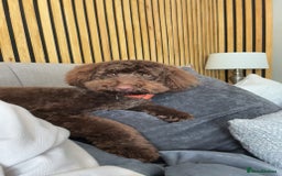 Labradoodle dogs for sale:  Mini toy labradoodle needing a new home  - Image 1