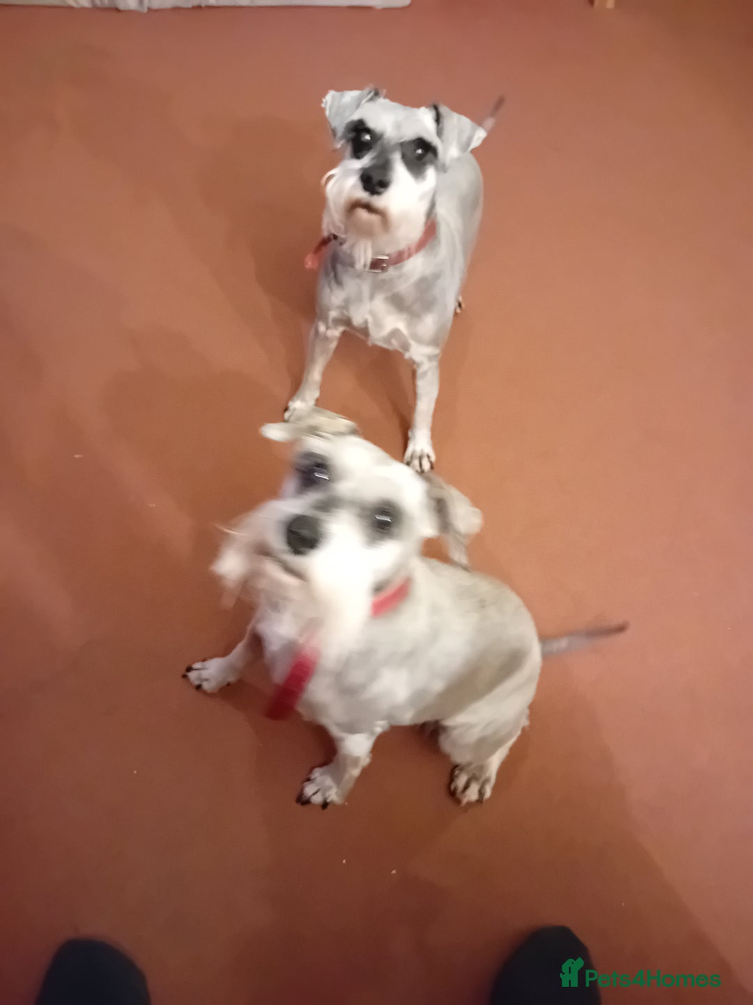 Miniature Schnauzer dogs for sale: Miniature Schnauzers females - Image 3