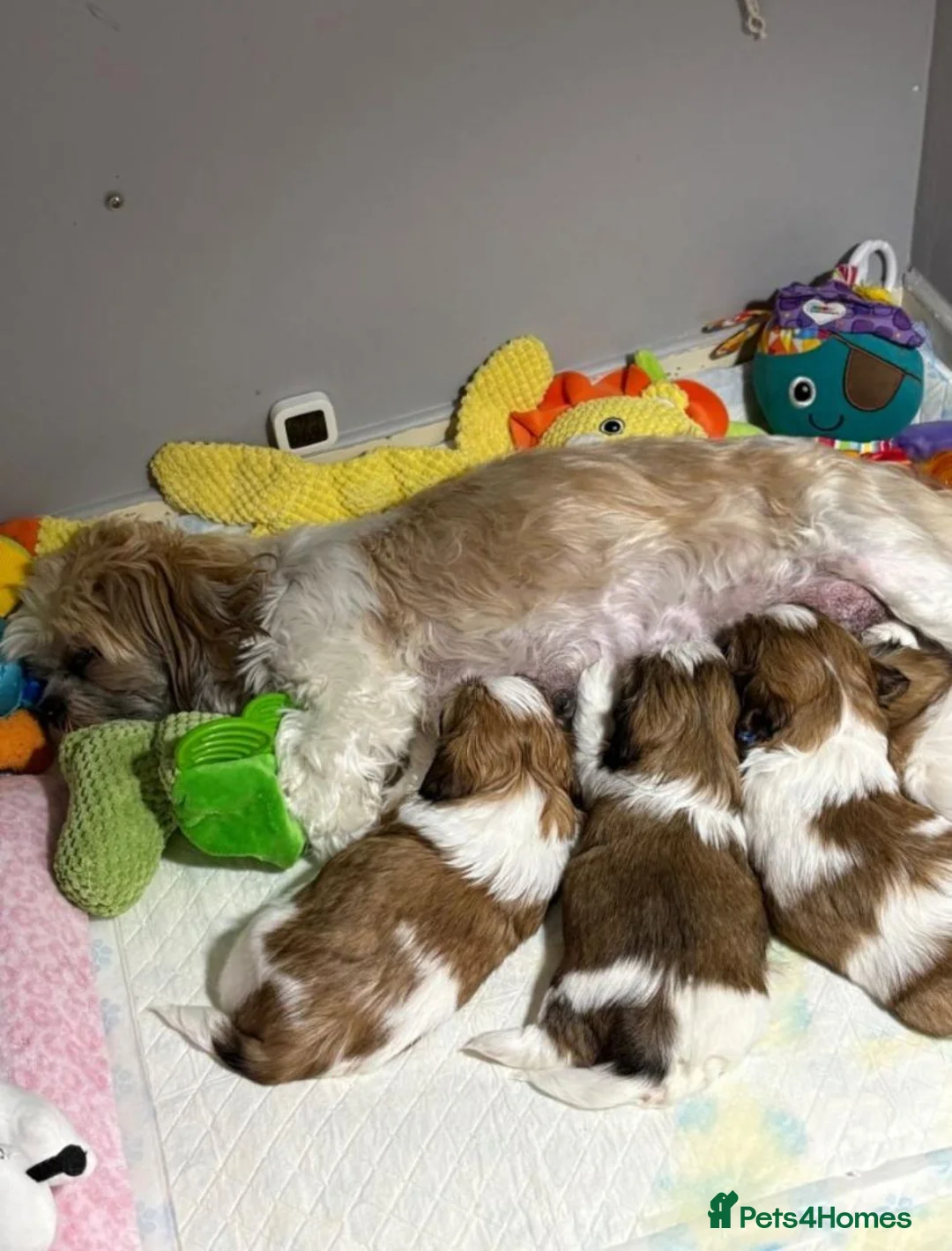 Shih Tzu dogs for sale: Shih  Tzu Puppies in Sutton - Advert 2