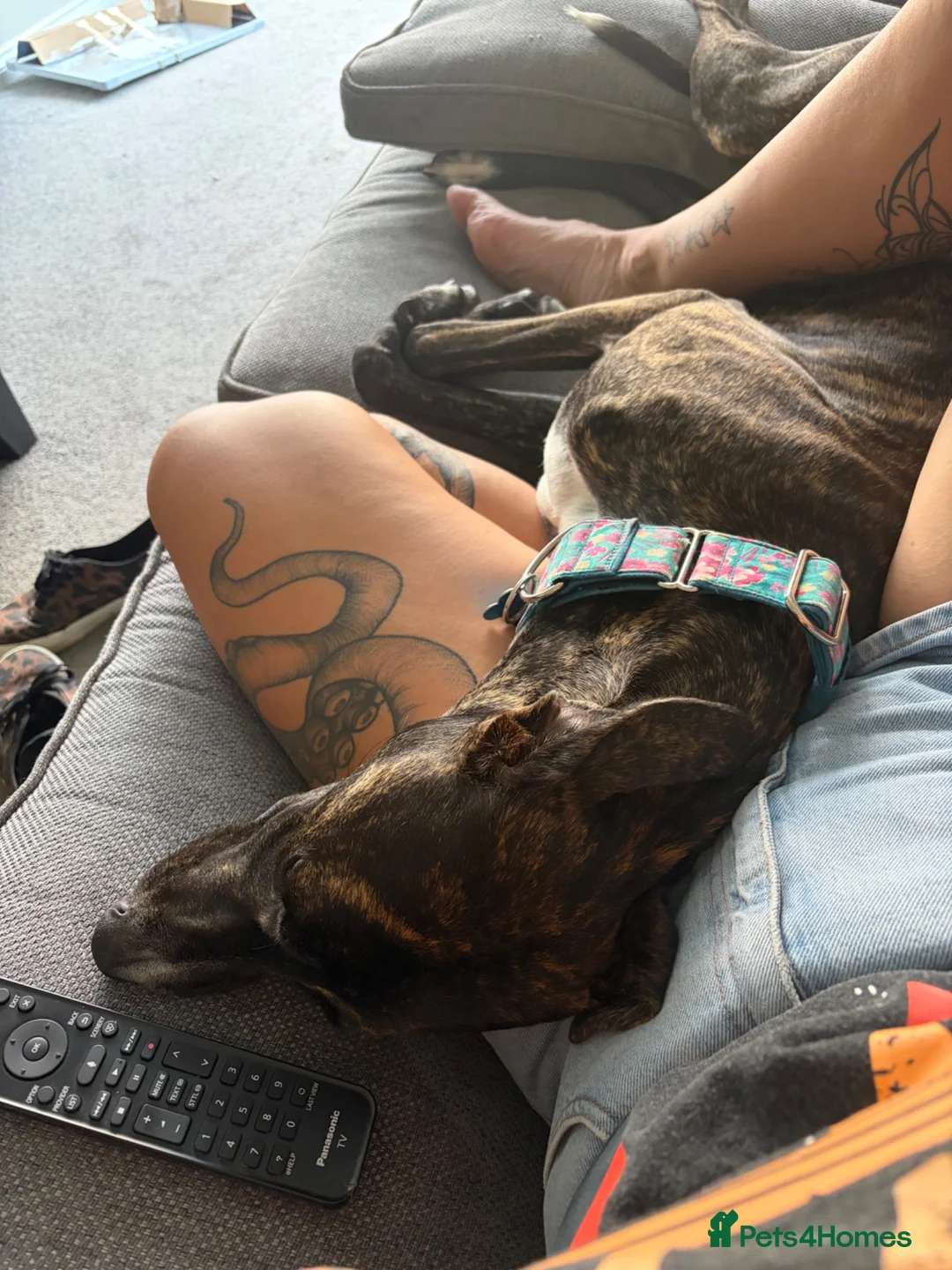 Mixed Breed dogs for sale: Dark bridle one year old greyhound cross - Advert 6