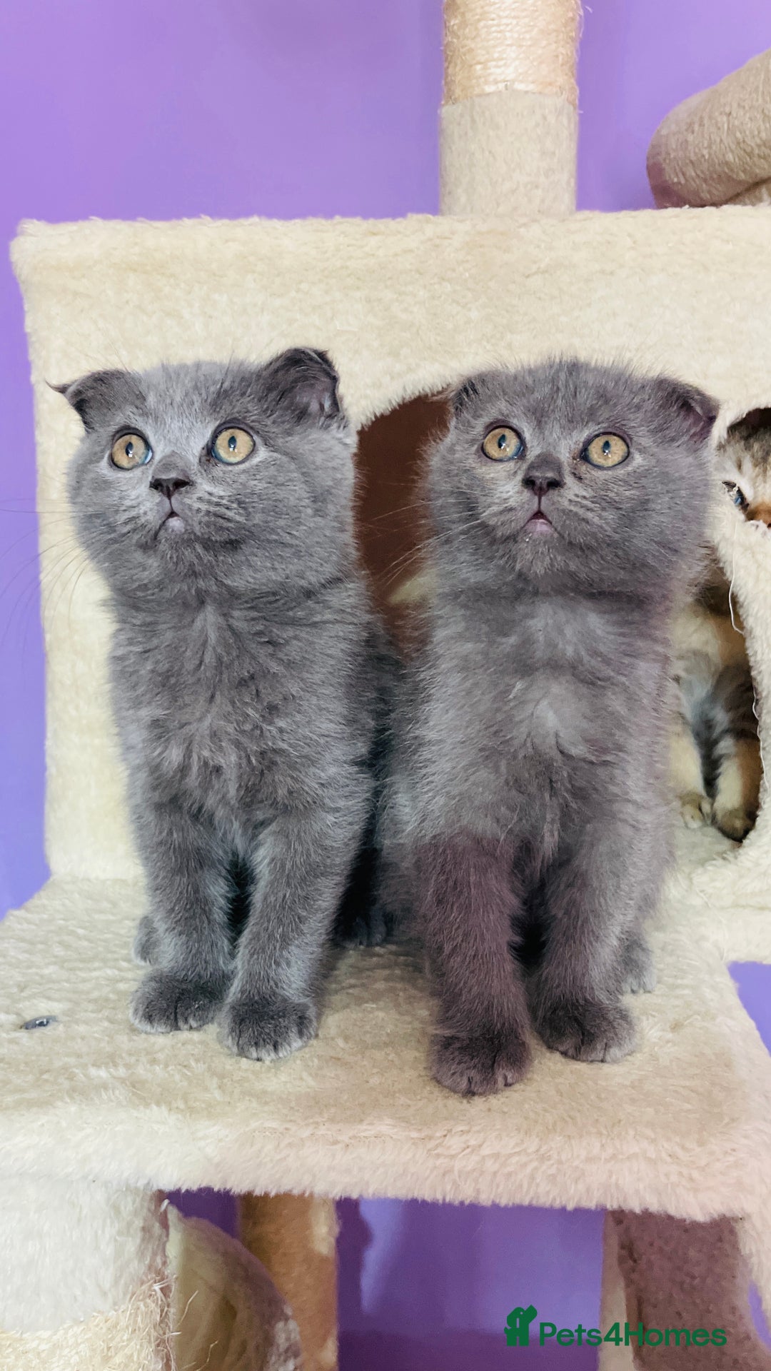 Scottish Fold cats for sale: Beautiful litter Scottish fold ready to new 🏠 ❤️ - Image 7