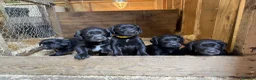 Cockerdor dogs for sale: Beautiful Cockador Puppies in Heriot - Advert 2