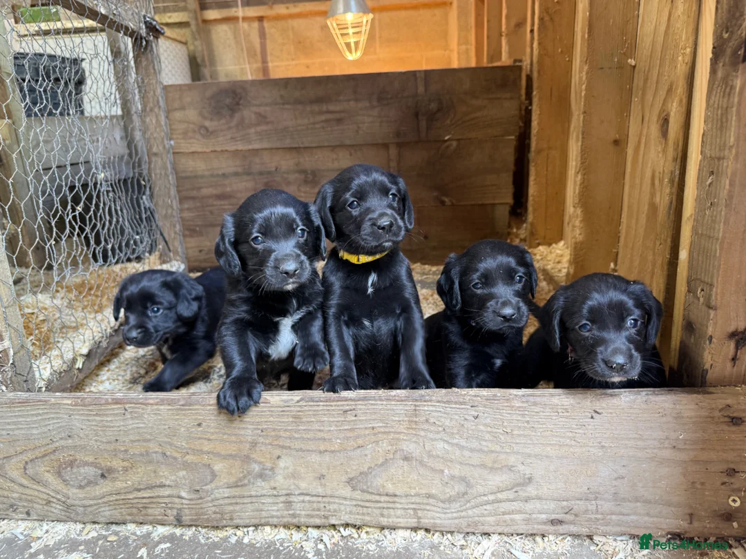 Cockerdor dogs for sale: Beautiful Cockador Puppies in Heriot - Advert 2