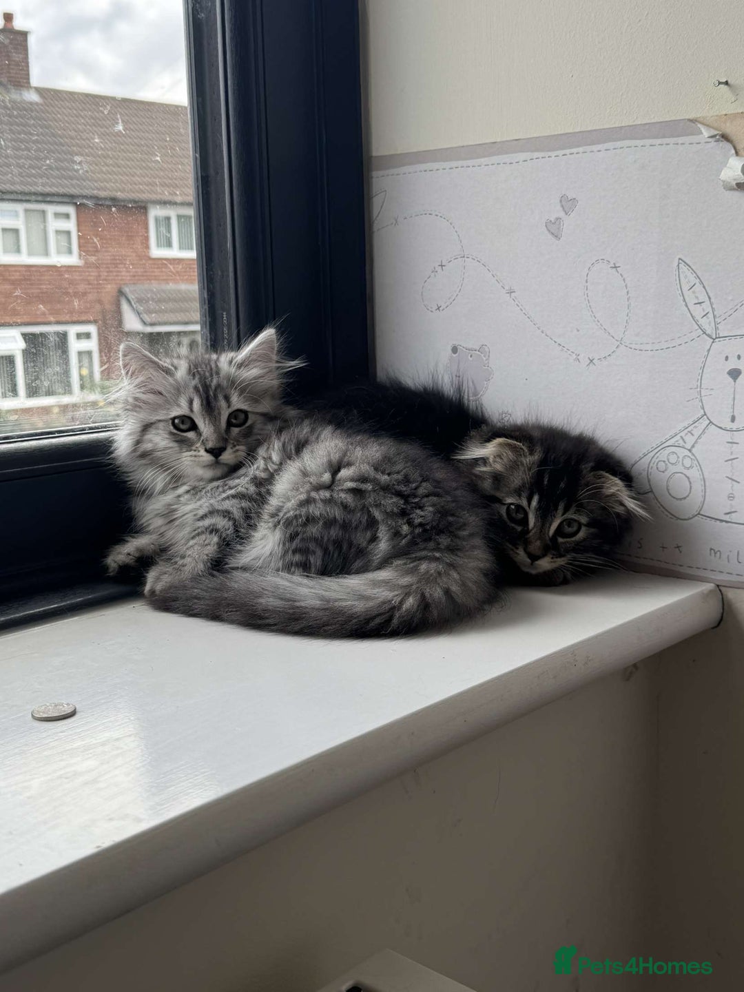 Scottish Fold cats for sale: beautiful Scottish Fold×Nebelung Kittens in Liverpool - Image 7