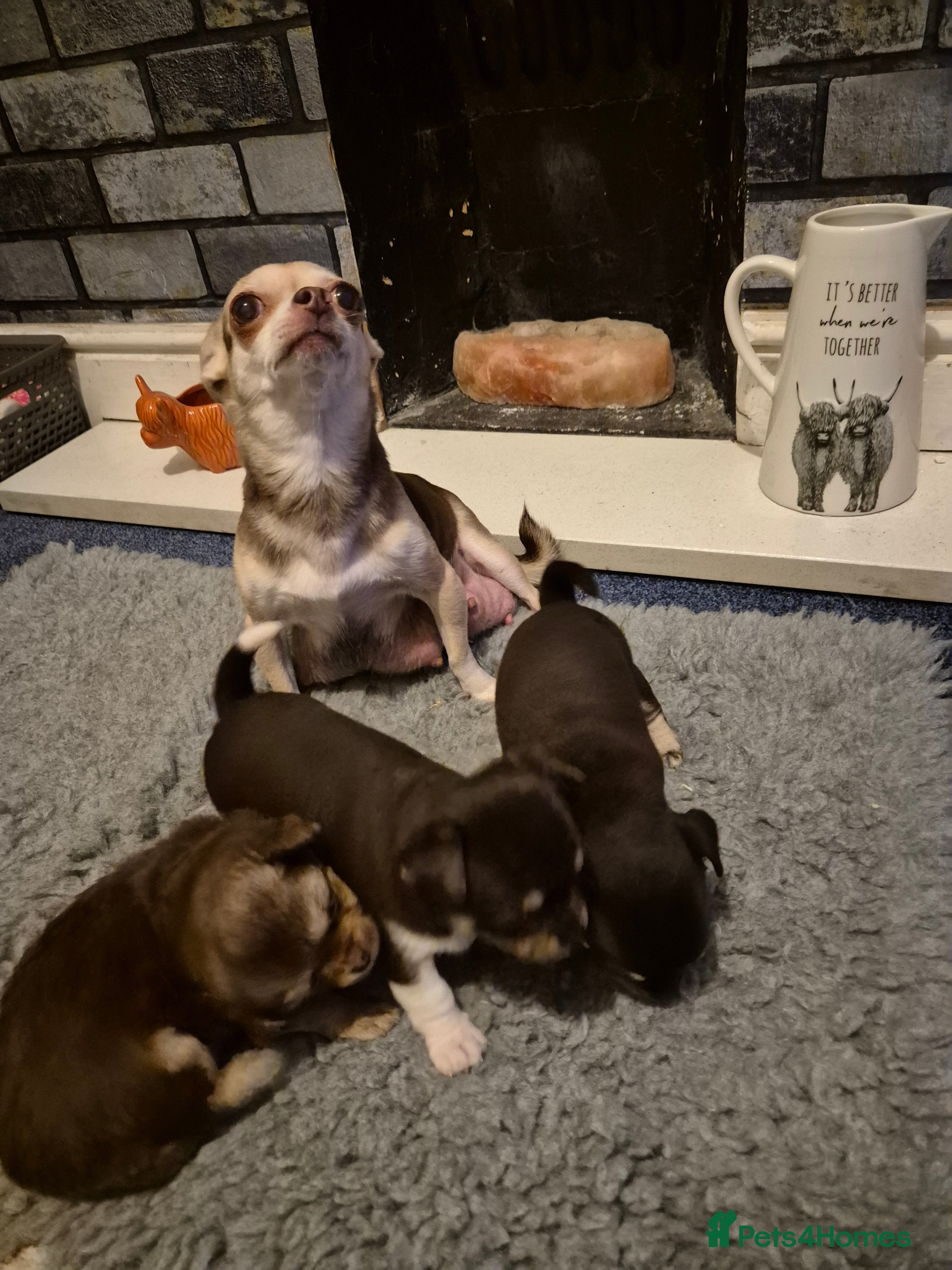 Chihuahua dogs Puppies  - Advert 2