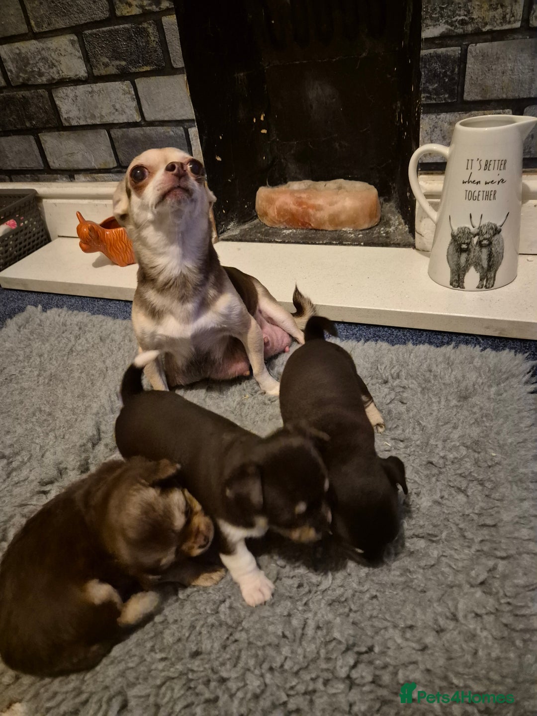 Chihuahua dogs for sale: Puppies  - Advert 1