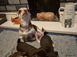 Chihuahua dogs Puppies - Advert 16