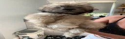 Lhasa Apso dogs for sale: Beautiful Lhasa boys for sale - Advert 6