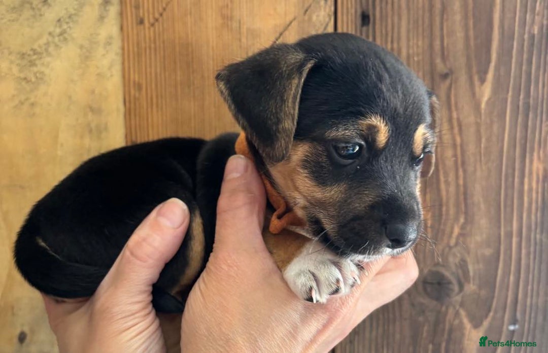 Jack Russell dogs for sale: Miniture Jack Russell - Image 1