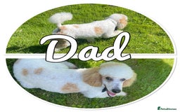 Mini Goldendoodle dogs for sale: Stunning F1 Mini Goldendoodles  - Image 28