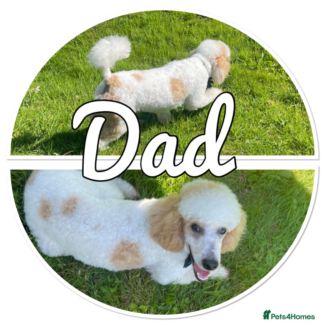 Mini Goldendoodle dogs for sale: Stunning F1 Mini Goldendoodles  - Image 28