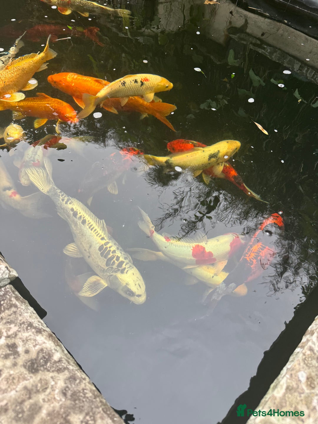 Koi Carp fish for sale: Complete Koi carp set up for sale - Image 7