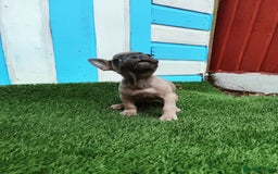 French Bulldog dogs for sale: French bulldog puppies  - Image 7