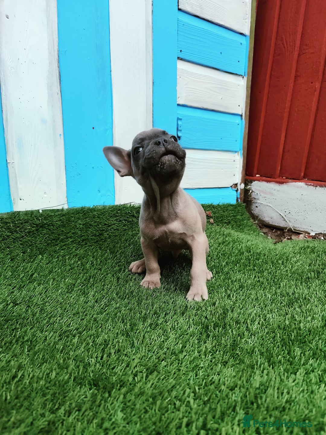 French Bulldog dogs for sale: French bulldog puppies  - Image 7