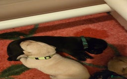 Labrador Retriever dogs for sale: Labrador pups kc registered *1 boy left* in Edinburgh - Image 5
