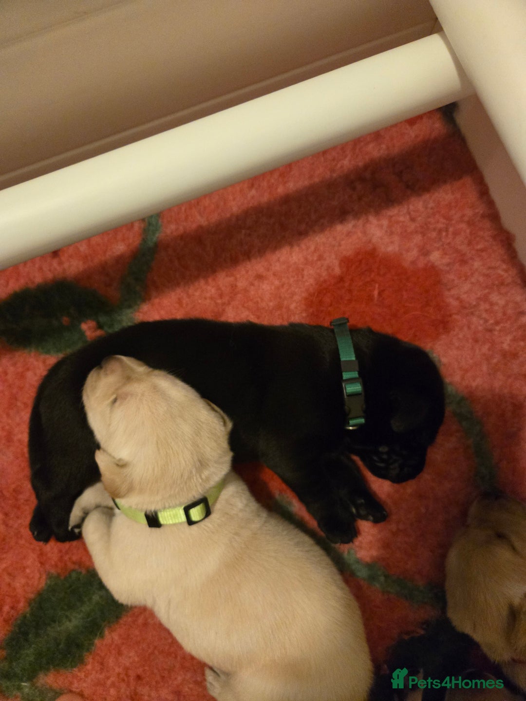 Labrador Retriever dogs for sale: Labrador pups kc registered *1 boy left* in Edinburgh - Image 5