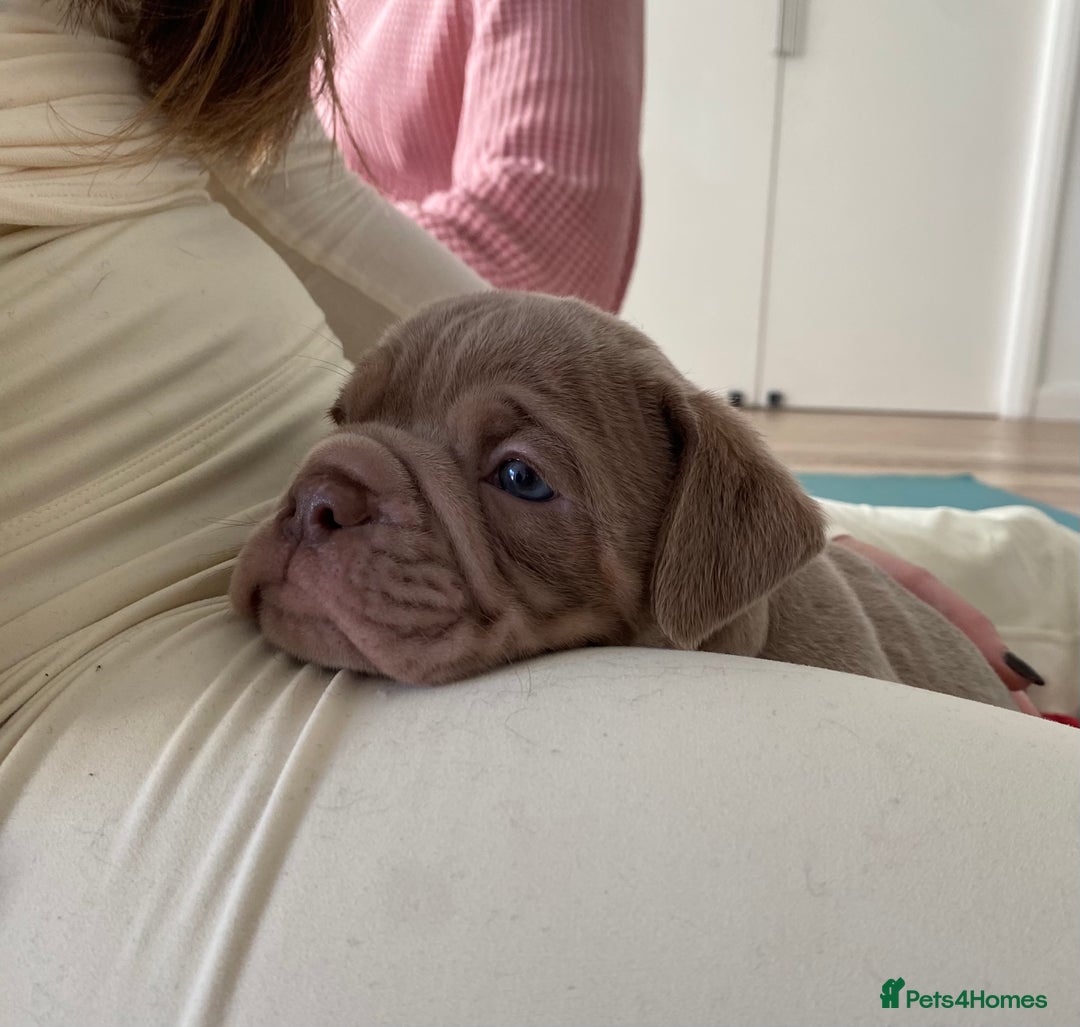 Olde English Bulldogge dogs for sale: The best Old English Bulldogge  - Advert 3