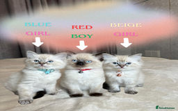 Ragdoll cats for sale: 6 beautiful PURE Ragdolls - Champion Bloodlines - Image 1
